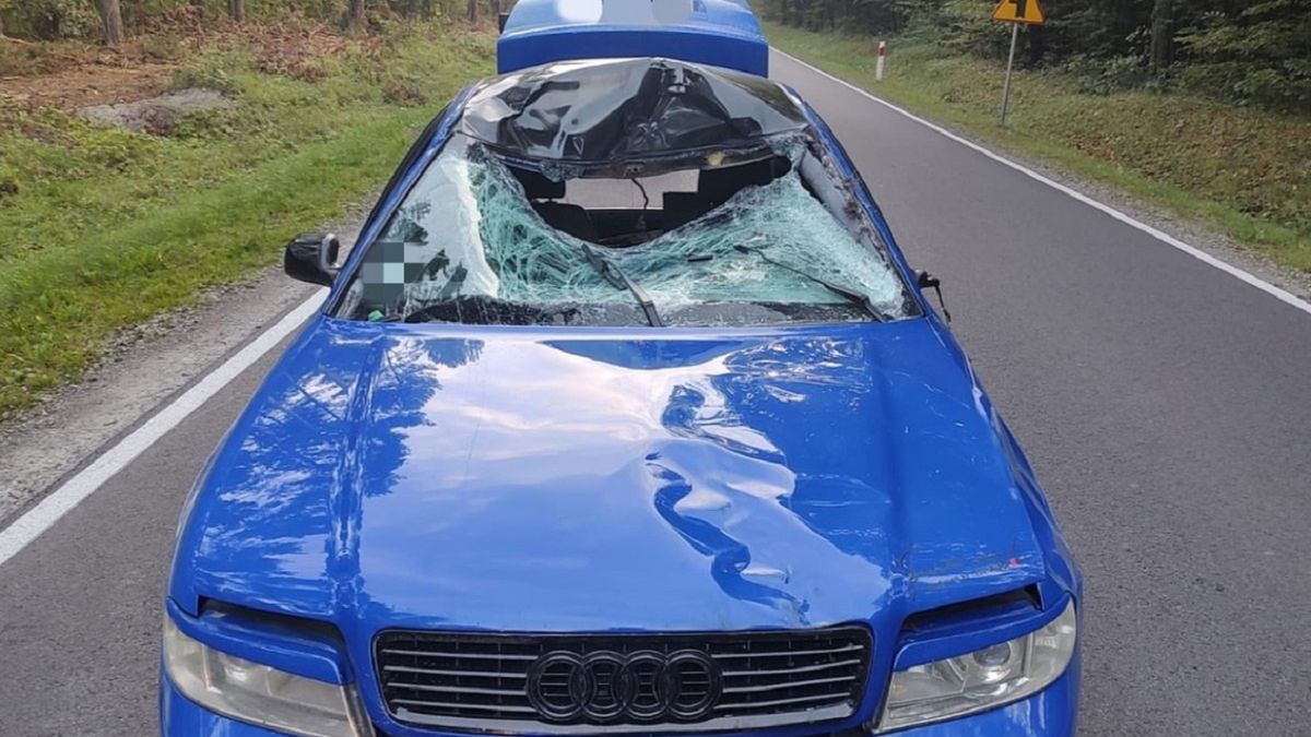 Łoś wpadł na maskę. Kierowca auta w szpitalu. 