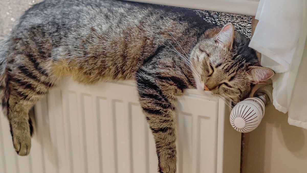 Koty uwielbiają kaloryfery. Nie bez powodu