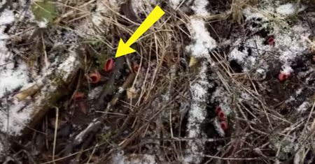 Wiosna się czai. Oto dowód. Pokazał ujęcia z lasu