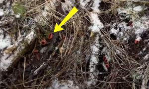 Wiosna się czai. Oto dowód. Pokazał ujęcia z lasu