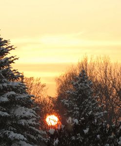 Sam wybierz i zetnij choinkę. Oto ceny drzewek