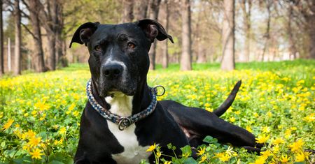 Twardogóra. 5-latka pogryziona przez pitbulla. Jest w ciężkim w stanie