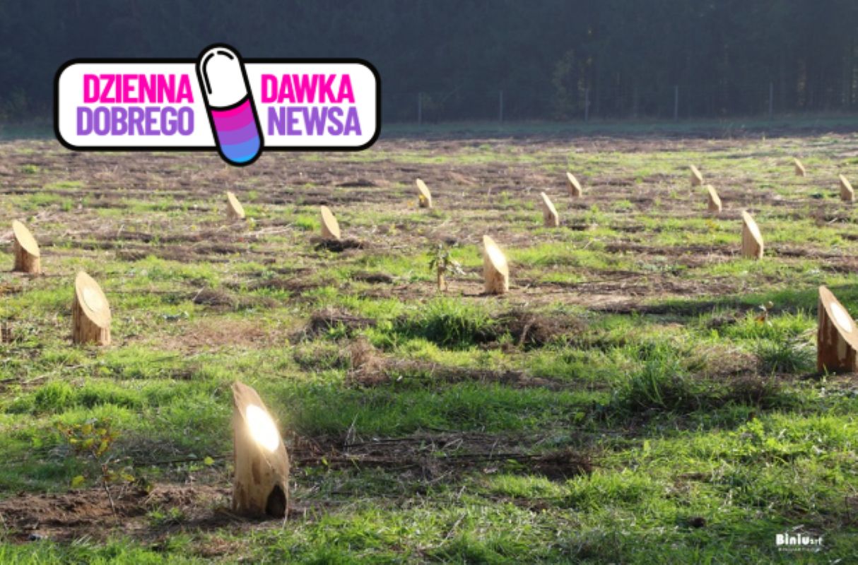 Wyjątkowa pamiątka pozostawiona w lesie. Leśnicy ogłaszają