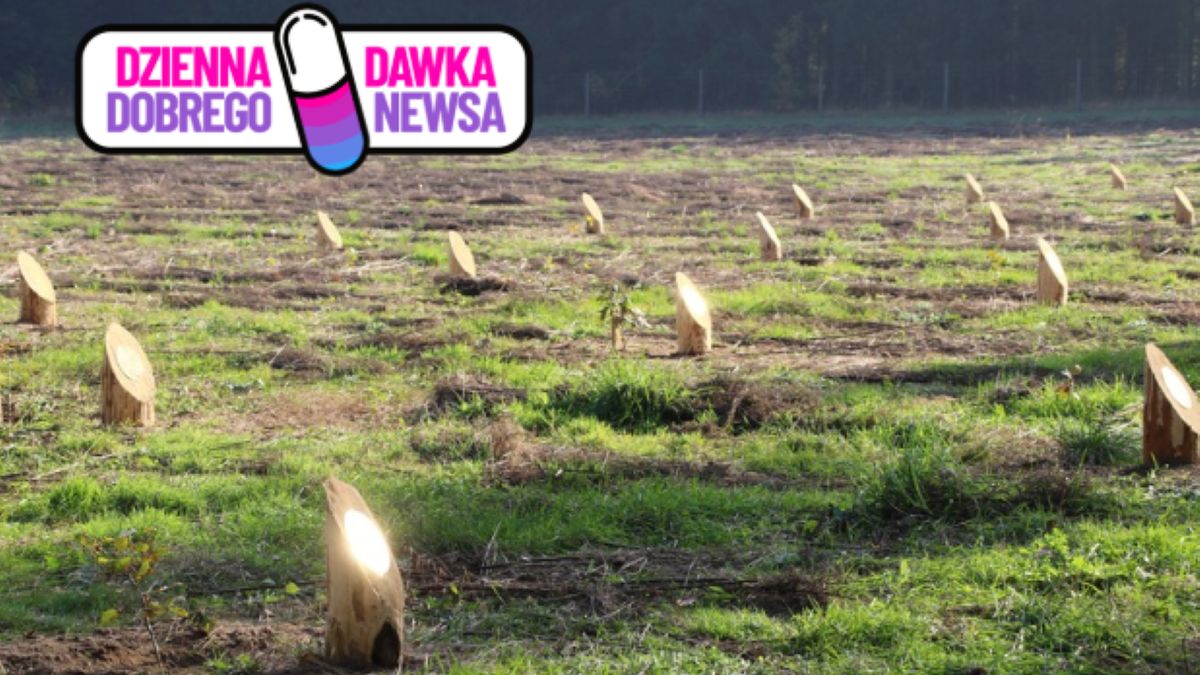 Niezwykła pamiątka w lesie. Do akcji nadal można się włączyć