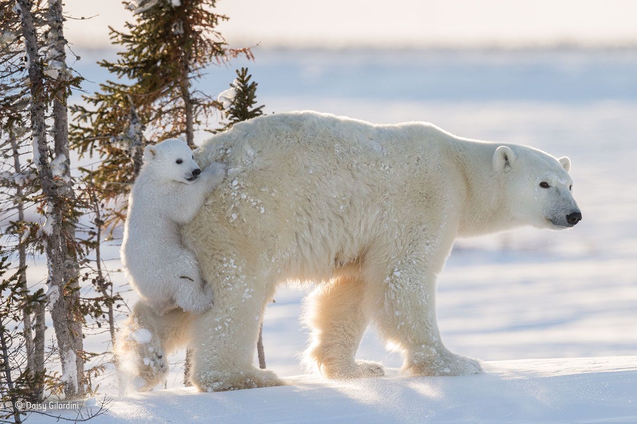 Oto nominacje do nagrody publiczności w konkursie Wildlife Photographer of the Year 2016 5
