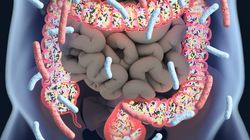 Mikrobiota jelitowa - funkcje, zaburzenia i badanie
