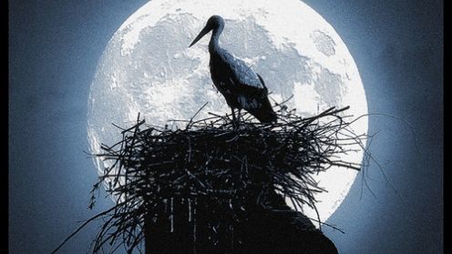 „Longdaysin” - sposób na manipulacje zegarem biologicznym 1