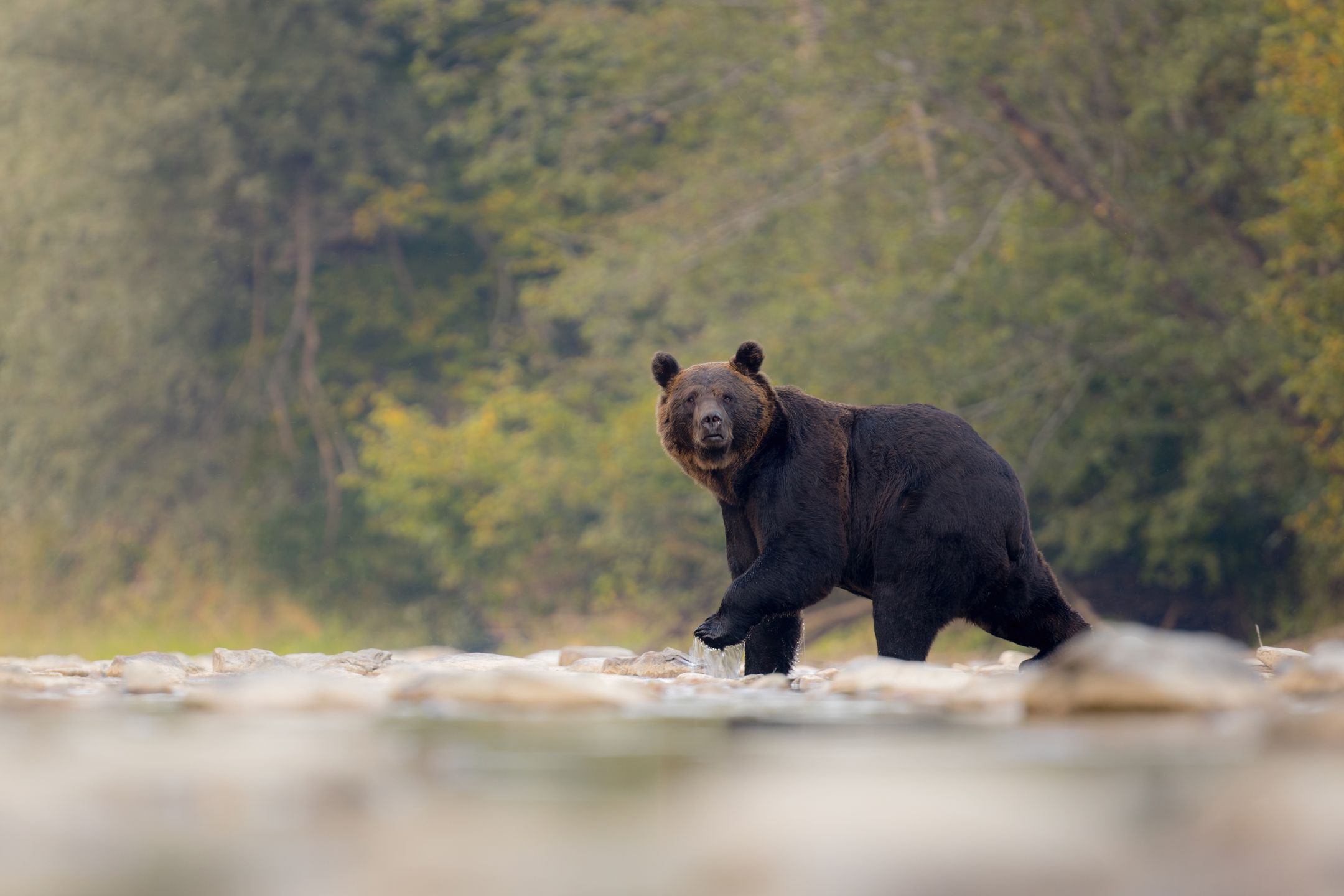 W Bieszczadach dochodzi do częstych spotkań z niedźwiedziami