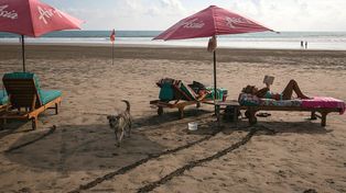 Koszmar turystów na Bali. "Większość ofiar została ugryziona w stopy"