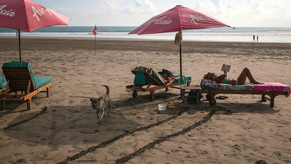 Dzikie psy na Bali często rzucają się na turystów