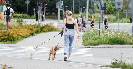 Podstawowy obowiązek właściciela psa. Mandat za brak to 500 zł