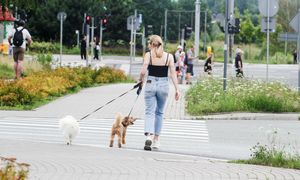 Podstawowy obowiązek właściciela psa. Mandat za brak to 500 zł
