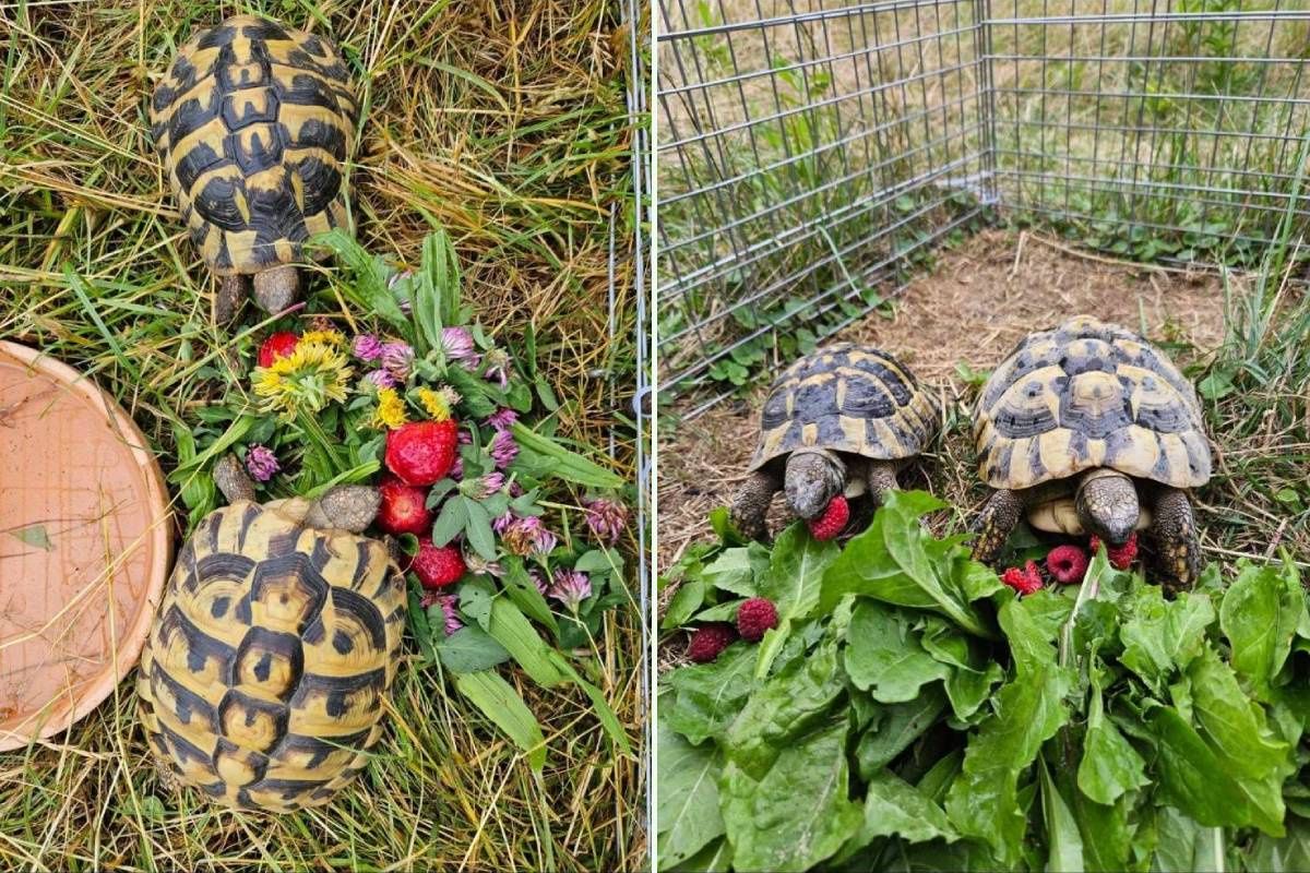 Skradzione żółwie greckie z posesji w Elizówce