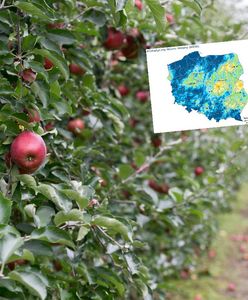 Zagłębie jabłek ma problem z wodą. Najgorsza sytuacja w całej Polsce