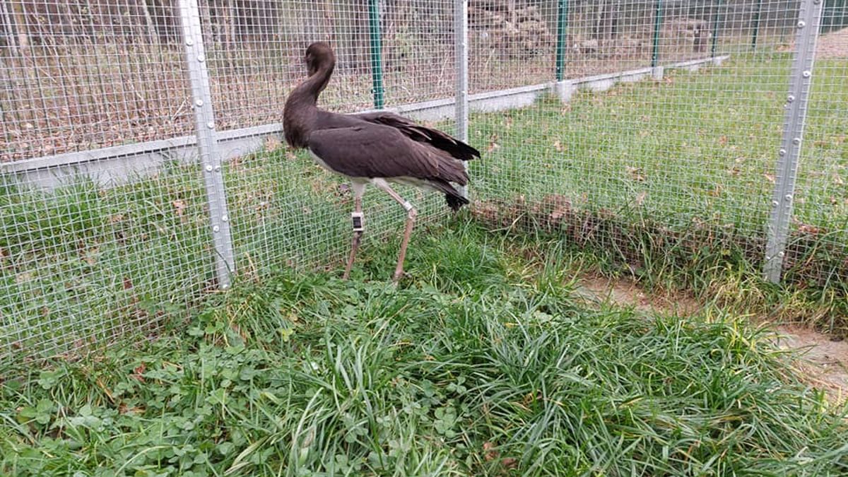 Rolnik znalazł na polu kukurydzy w okolicach Bełchatowa wyczerpanego młodego bociana czarnego.