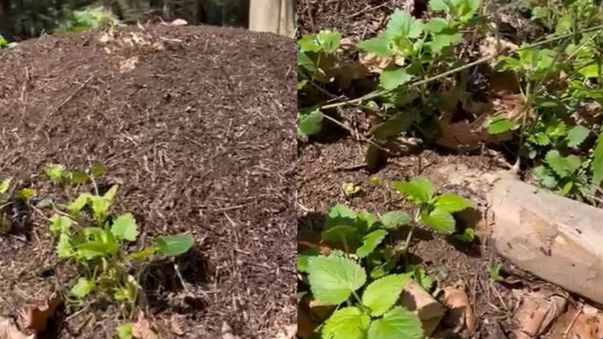 Wzmożona aktywność pewnych owadów. Wiosna zawitała do lasu