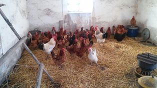 Rzekomy pomór drobiu. Nowe ogniska, skala zakażeń rośnie