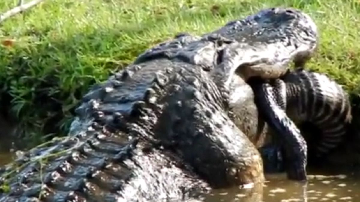 Aligator zaatakował mniejszego aligatora,