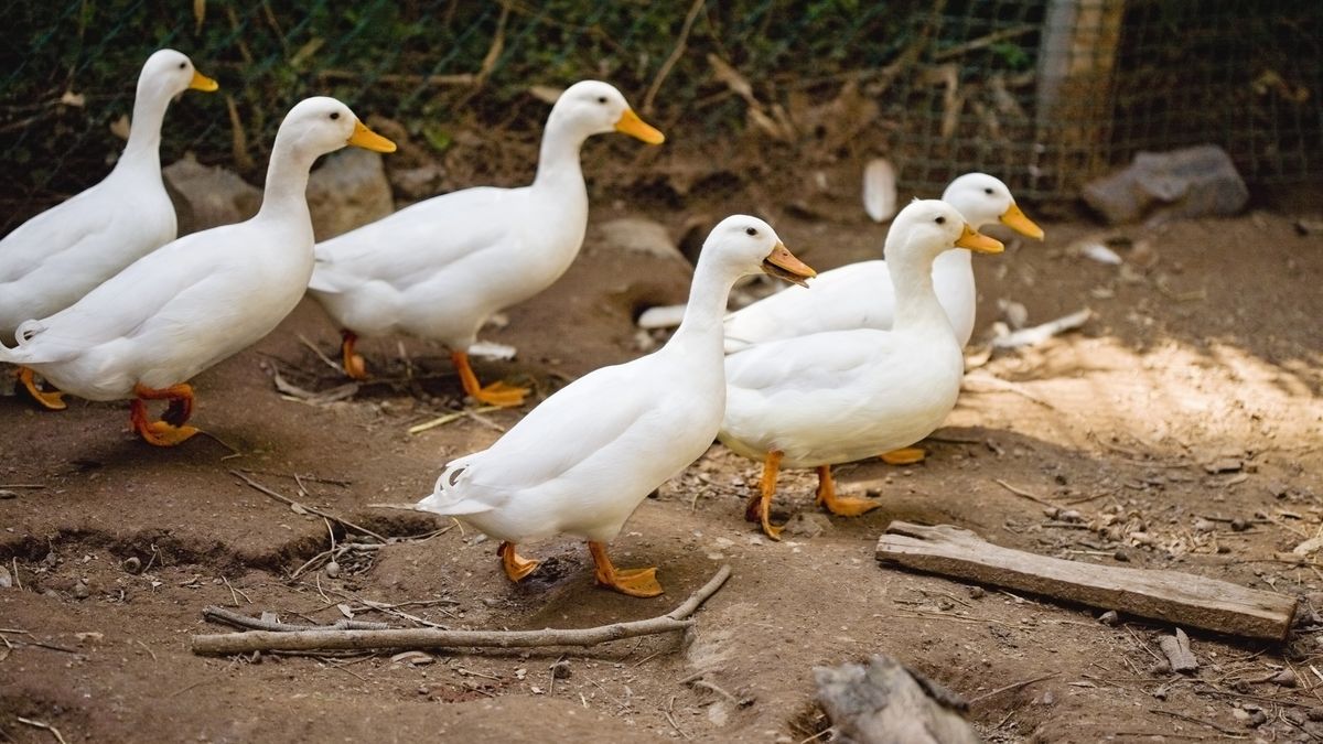 Krzyzówka o ptactwie domowym