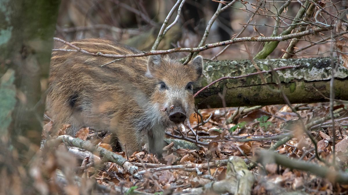 Turyści muszą pamiętać, jak zochowac się podczas spotkania z dzi