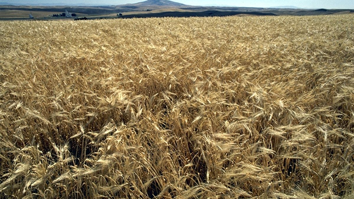 Rekordowo droga żywność. Winne są m.in. Chiny