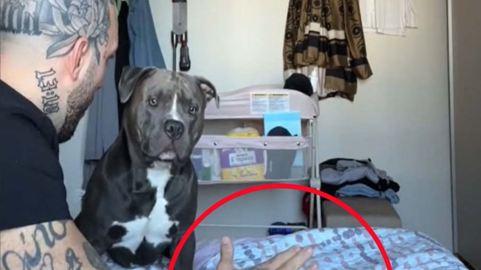 Ojciec udawał, że chce uderzyć dziecko. Tak zareagował pies