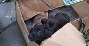 Wstrząsające odkrycie w Łodzi. Szczenięta porzucone w kartonie