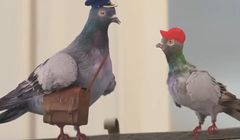 Gołębie promują kredyt z obniżoną prowizją w Banku Pocztowym (wideo)