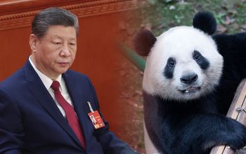 Chińska "dyplomacja pand". Ekspert PISM wyjaśnia mechanizm