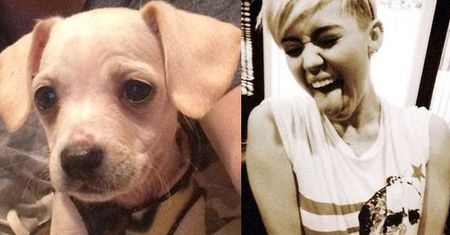Miley: "Mam obsesję na punkcie małych piesków!"