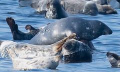 Warszawa. Cyklon ze stolicy wybrał kraj ojca. Podopieczny zoo radzi sobie na wolności