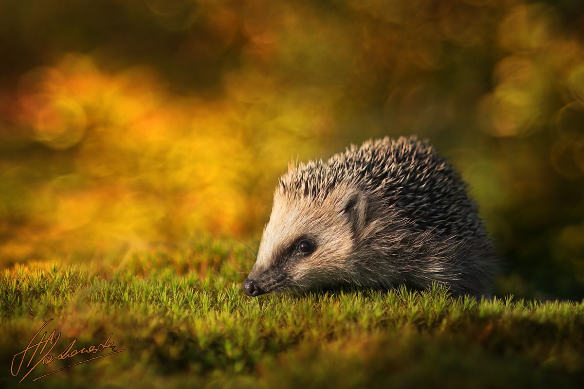 Makowski fotografuje zaledwie od 4 lat. I chociaż początkowo skupiał się na zdjęciach krajobrazowych, jego największy talent objawił się w fotografii makro.