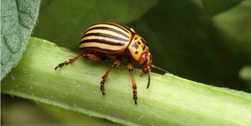 Stonka ziemniaczana - zwalczanie. Skuteczne sposoby na pozbycie się stonki