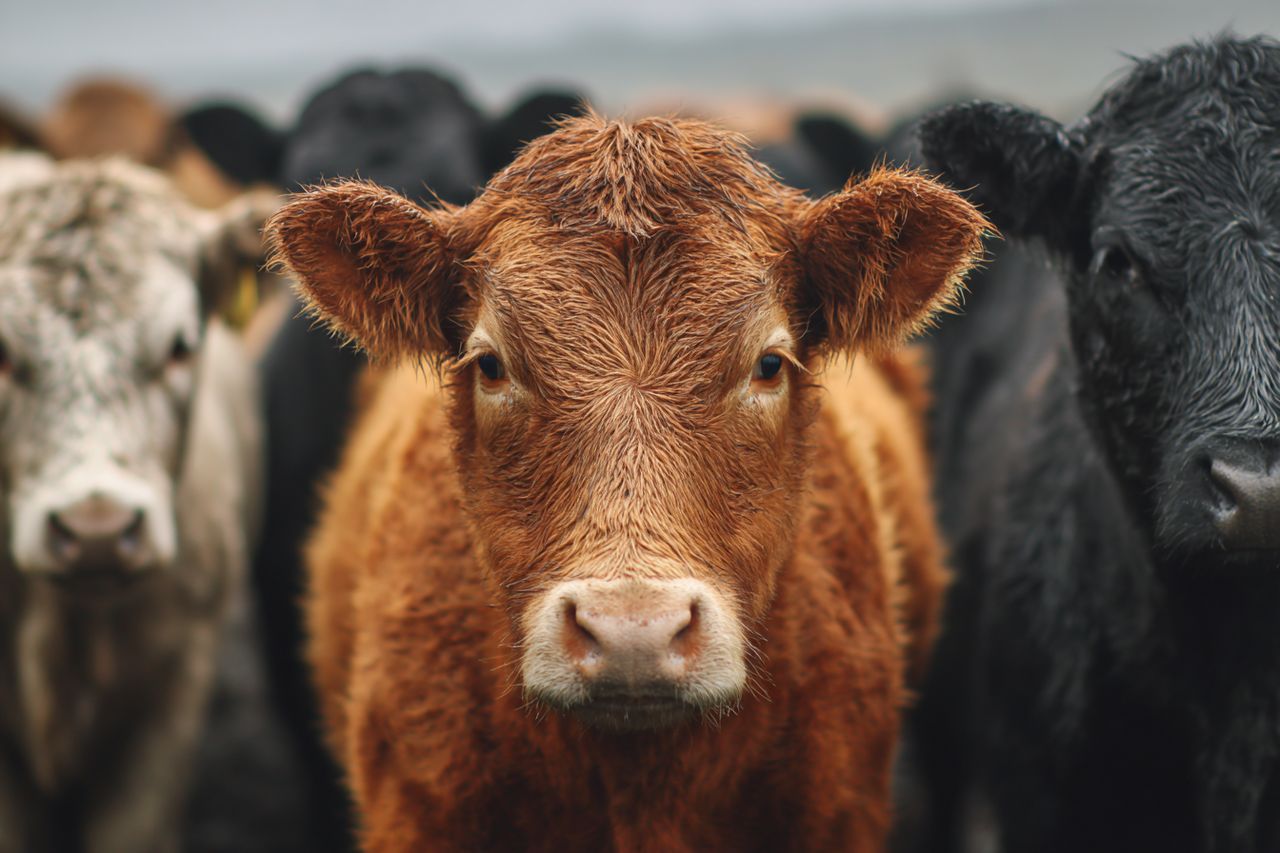 Nagły zwrot w handlu. Chiny ponownie blokują import irlandzkiej wołowiny