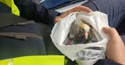Nietypowa interwencja policjantów zatrzymali ruch, by uratować małego gołębia