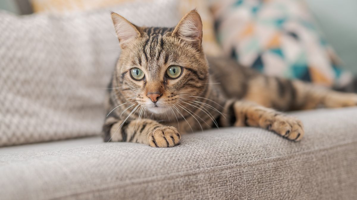 500 plus na kota lub psa. Jak dostać pieniądze?