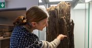 Konin: Okaz sprzed kilkunastu milionów lat trafił z kopalni do muzeum