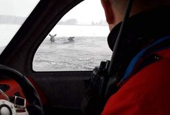Nietypowa akcja ratunkowa. Pod łosiami załamał się lód