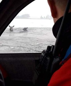 Nietypowa akcja ratunkowa. Pod łosiami załamał się lód