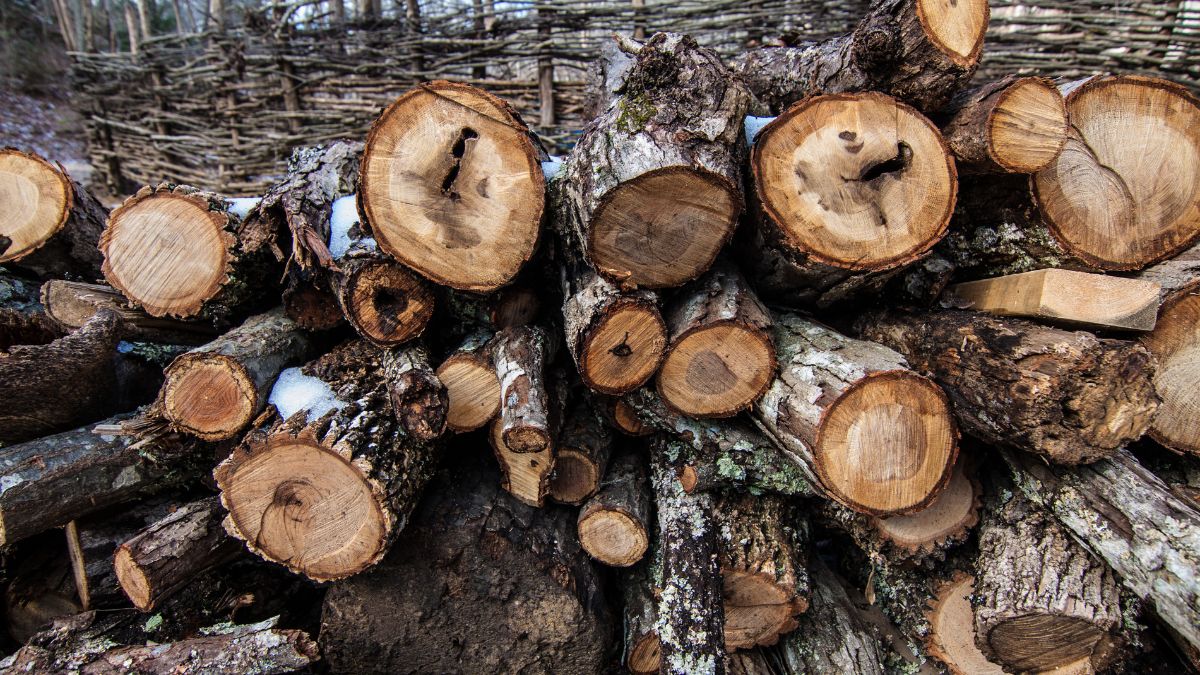 Mokre drewno.