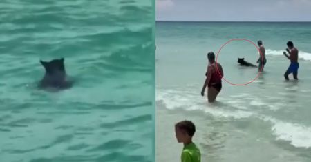 Poszli na plażę. Na miejscu zobaczyli kąpiącego się niedźwiedzia