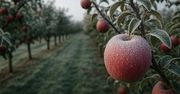 Ostatnie dni na pieniądze po przymrozkach. Sadownicy mają czas tylko do 15 stycznia