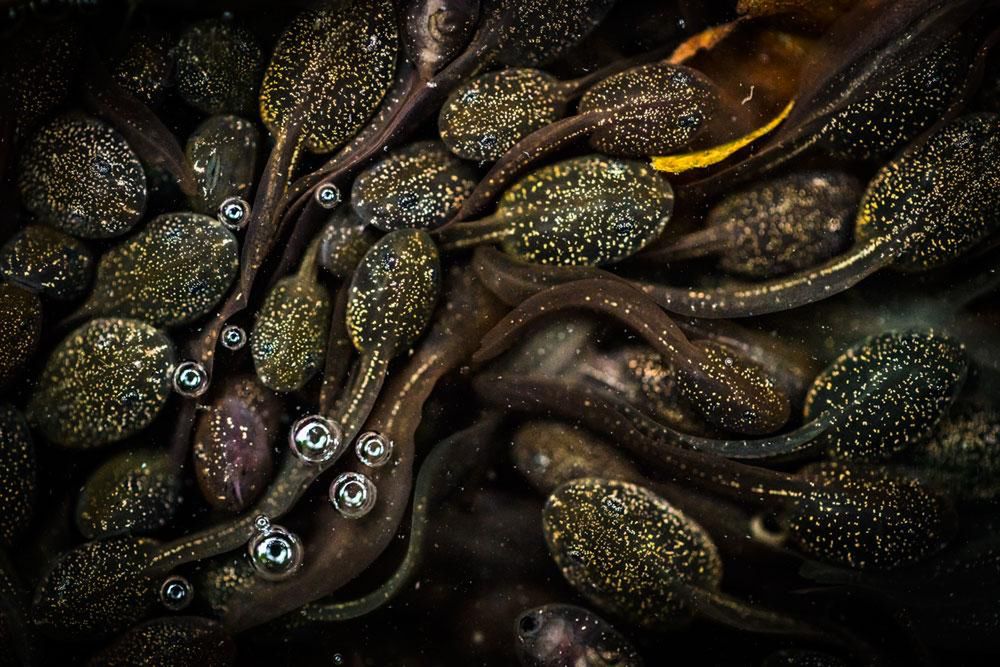 Prezentujmy Wam zwycięskie zdjęcia konkursu British Wildlife Photography Awards 2016 4