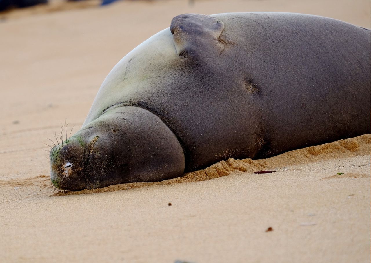 Włochy. Turyści dręczą rzadką fokę. Ekspert alarmuje
