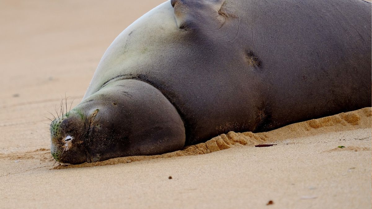 Włochy. Turyści dręczą rzadką fokę. Ekspert alarmuje