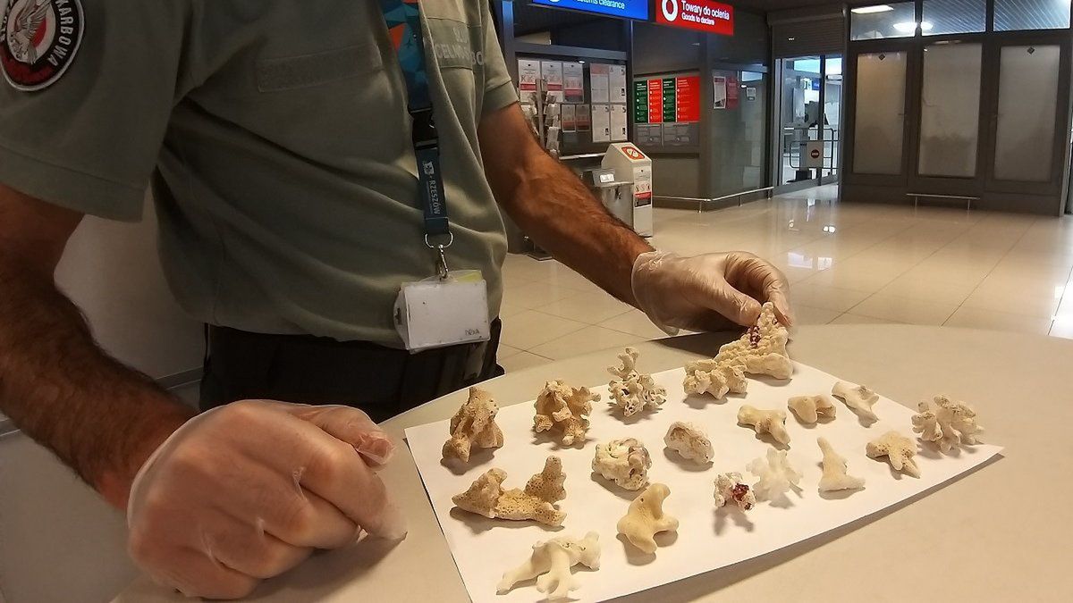 W bagażu pasażerki było 18 fragmentów rafy koralowej 
