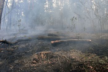 Tragedia w Małopolsce. W pożarze lasu koło Olkusza zginęła jedna osoba