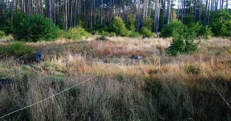 Leśnik z Polski miał przeczucie. Prawdopodobnie uratował sobie życie