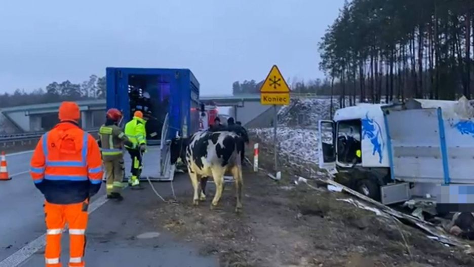 Ciężarówka z bydłem przewróciła się na S8