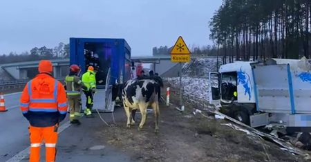Ciężarówka wylądowała w rowie. Bydło wybiegło na ulicę